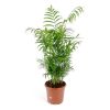 Хамедорея изящная Chamaedorea elegans 35/9 — комнатное растение купить ...