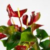 Антуриум Андре Адиос Динамит Anthurium andraeanum Adios Dynamite 60/17