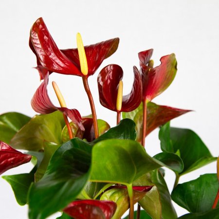 Антуриум Андре Адиос Динамит Anthurium andraeanum Adios Dynamite 60/17