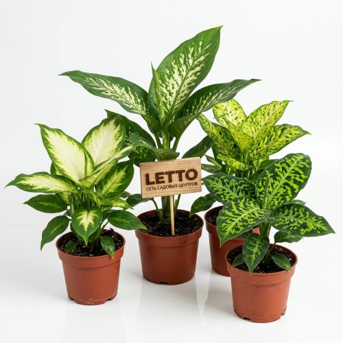 Диффенбахия микс Dieffenbachia mix р15