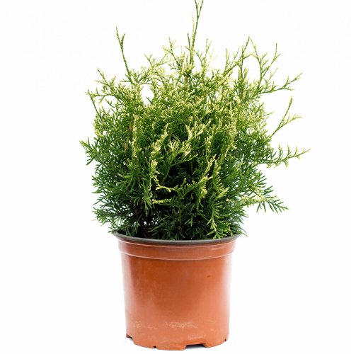 Туя западная Тhuja occidentalis Brabant Heartland Snowt 30/19 (Н)