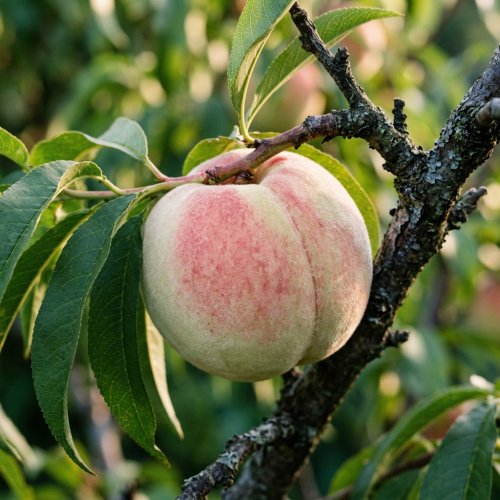 Персик Grosse Mignonne (белая мякоть) 1/2 ШТАМБ с10 180/200 Prunus persica 1/2 Fusto (И)