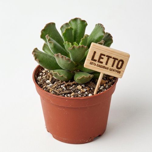 Адромискус Купера Adromischus cooperi р11