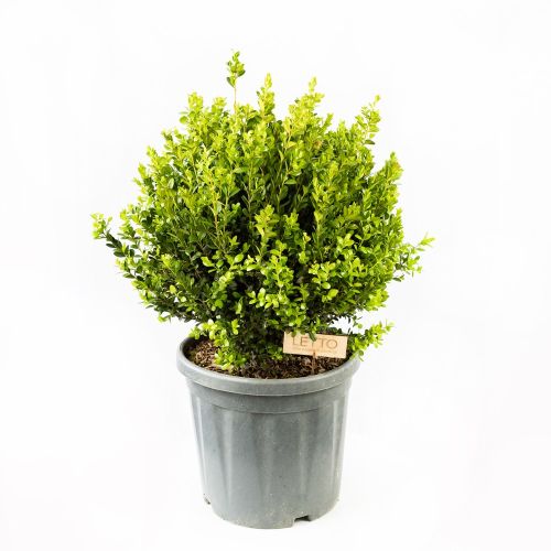 Самшит мелколистный ШАР с18 d40/50 Buxus microphylla Faulkner PALLA (И)
