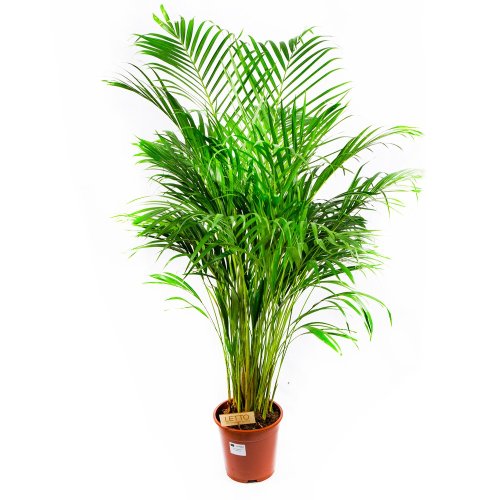 Дипсис желтоватый Dypsis lutescens 120-140/21 (Н)