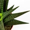 Гастерия микс Gasteria mix 10/8,5 (Н)