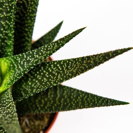 Гастерия микс Gasteria mix 10/8,5 (Н)