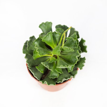 Адромискус Adromischus Cristatus  15/8,5 (Н)
