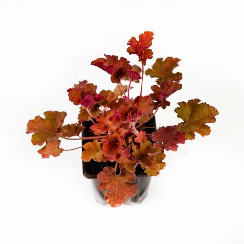 Рассада Гейхера микс Heuchera mix р10,5