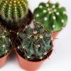 Кактус шар микс Cactus boll mix 8/5,5 (Н)