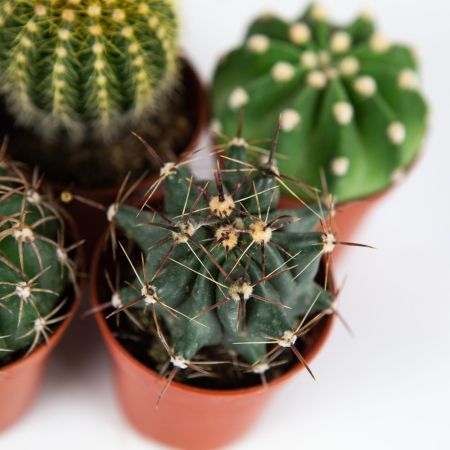 Кактус шар микс Cactus boll mix 8/5,5 (Н)
