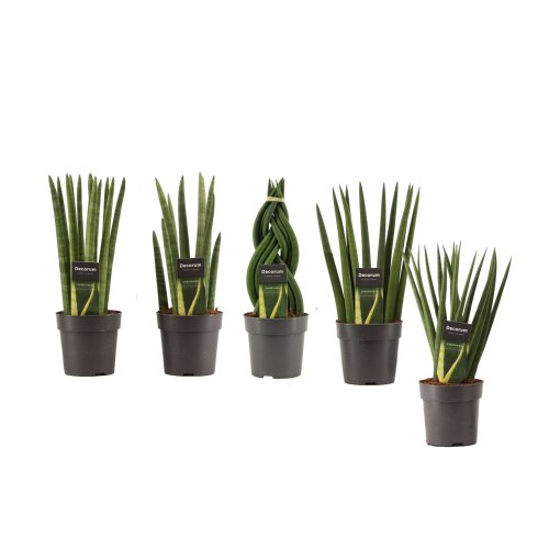 Сансевиерия цилиндрическая микс Sansevieria cylindrica mix 35/12 (Н)