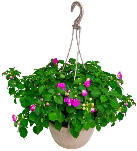 Бальзамин SunPatiens с4,5 П/К