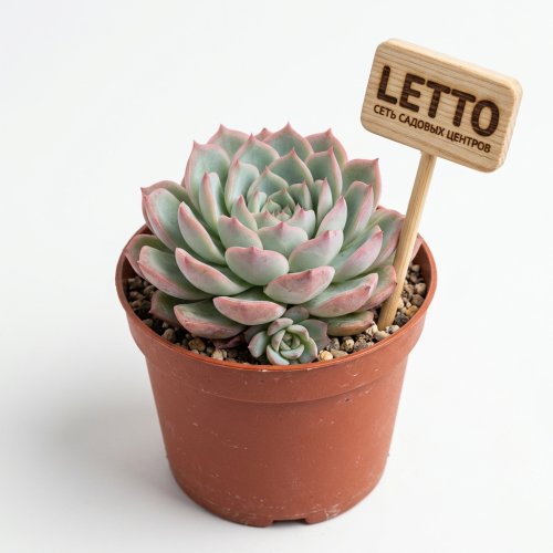 Эхеверия Меджик Парел Echeveria Magic Parel 10/8