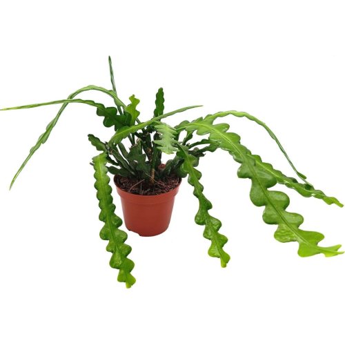 Эпифиллум угловатый Epiphyllum anguliger 20/10,5 (Н)