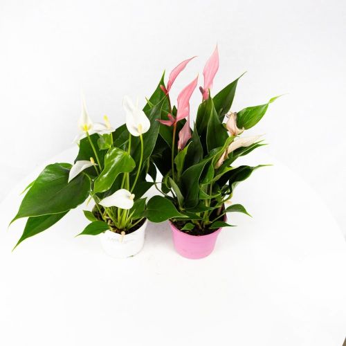 Антуриум Андре Лилли Anthurium andraeanum Lilli White 3+ 30/9 (Н)