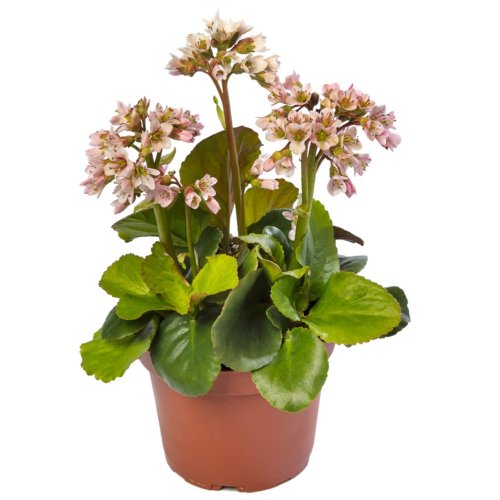 Бадан сердцелистный Шушан Shushine Appleblossom d13