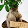 Фикус гинсенг Ficus ginseng 45/19 (Н)