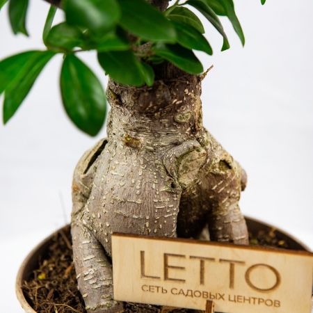 Фикус гинсенг Ficus ginseng 45/19 (Н)