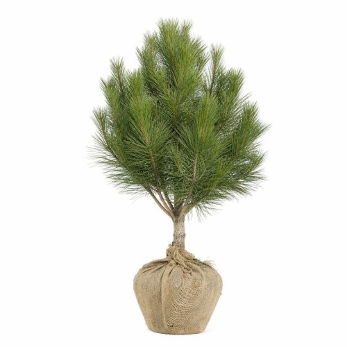 Сосна черная Pinus nigra крымская ком (мешковина) 120/140