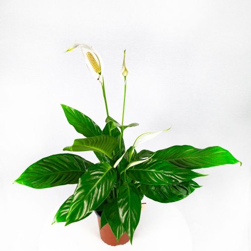 Спатифиллум Бинго Купидо Spathiphyllum Bingo Cupido 70/17 4+ (Н)