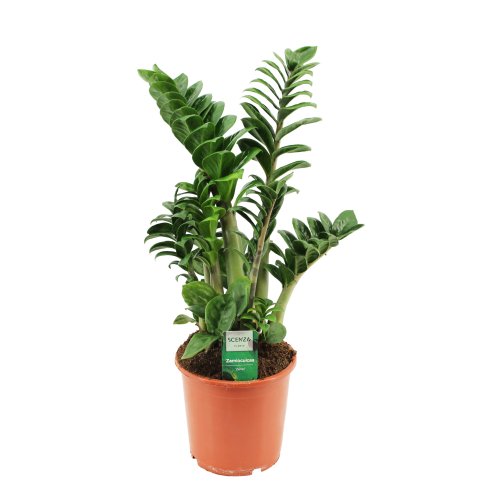 Замиокулькас Зензи Zamioculcas Zenzi 55/17 (Н)