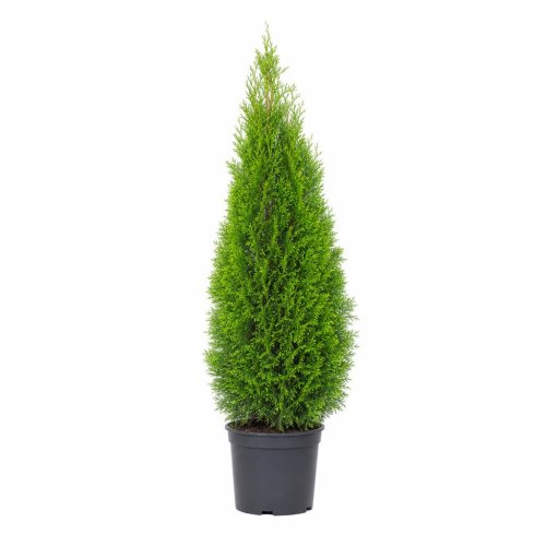 Туя западная Thuja occidentalis Smaragd с25/35 120/140