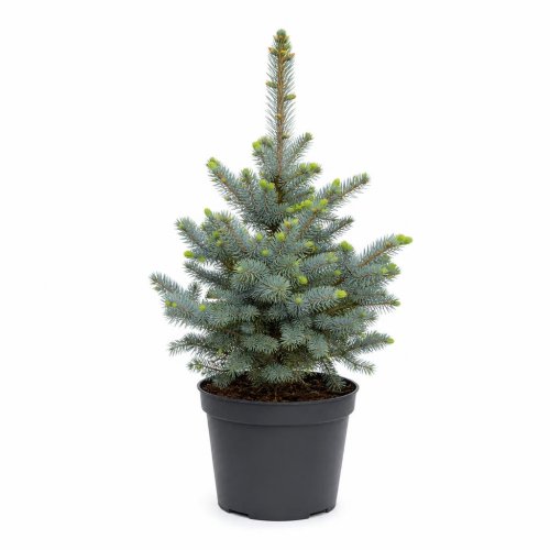 Ель колючая Picea pungens Lucky Strike 50/23 (Н)