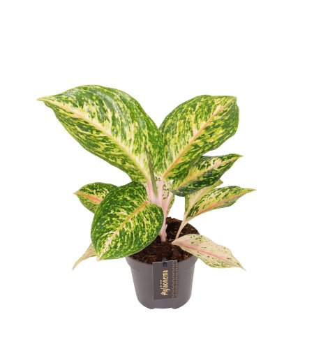 Аглаонема Aglaonema Forest Pink 40/12(Н)