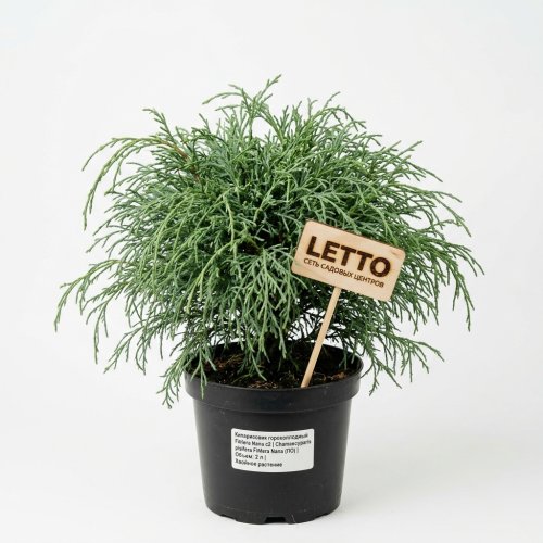 Кипарисовик горохоплодный Chamaecyparis pisifera Filifera Nana с2