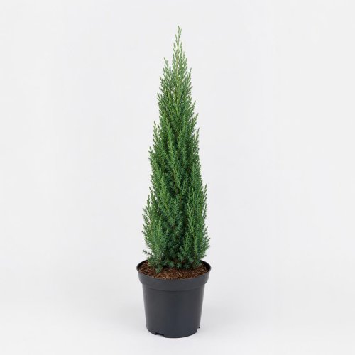 Можжевельник китайский Juniperus chinensis Stricta с3 (Дин)