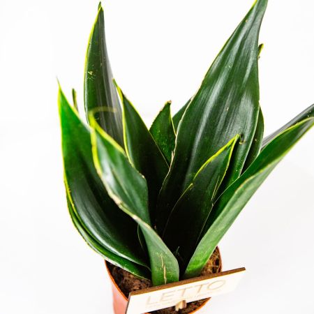 Сансевиерия микс Sansevieria mix 35/12 (Н)