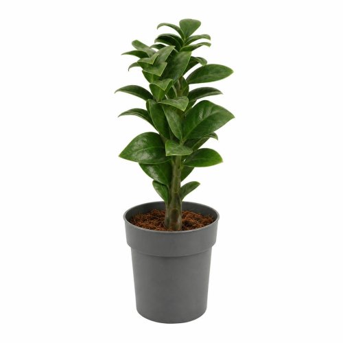 Замиокулькас Зензи Zamioculcas Zenzi 28/12 (Н)