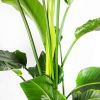 Стрелиция Strelitzia 170/32