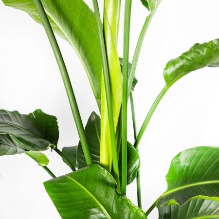 Стрелиция Strelitzia 170/32