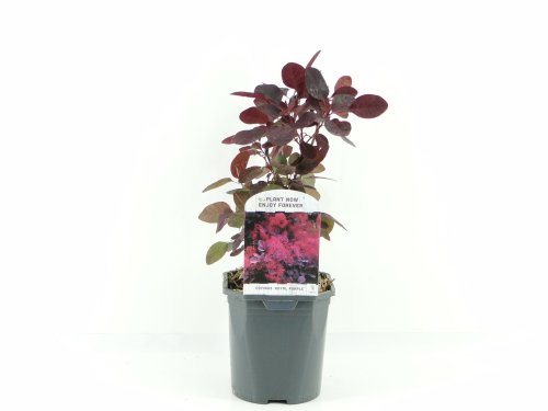 Скумпия кожевенная Роял Перпл Cotinus coggygria Royal Purple 25/17 (Н)