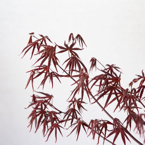 Клен дланевидный (японский, веерный) Acer palmatum Bloodgood с15 100/120 (Н)