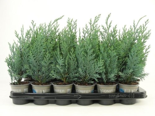 Кипарисовик Лавсона Chamaecyparis Lawsoniana 20/9 (Н)