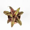 Криптантус микс Cryptanthus mix 8/5