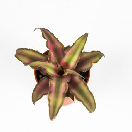 Криптантус микс Cryptanthus mix 8/5