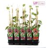 Кирказон крупнолистный с1,5 Aristolochia macrophylla (Н) — саженцы ...