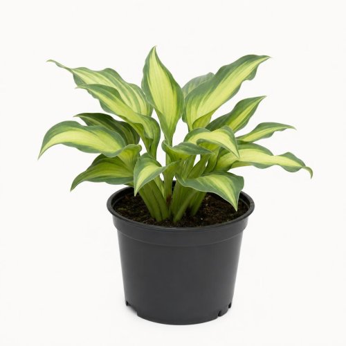 Хоста гибридная Дельта даун Hosta Delta Dawn с1