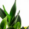 Сансевиерия микс Sansevieria mix р11