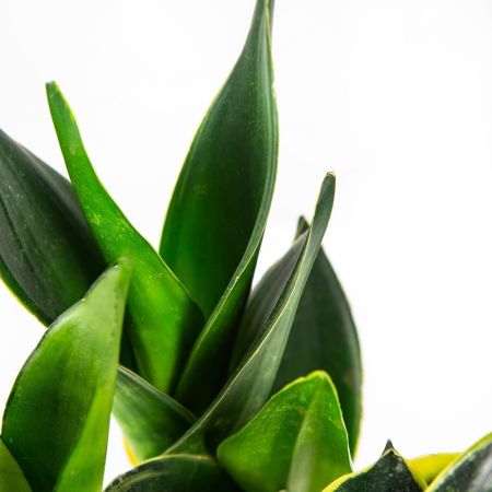 Сансевиерия микс Sansevieria mix р11