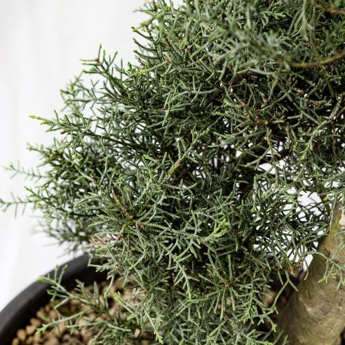 Кипарис аризонский СПИРАЛЬ с25/35 160/180 Cupressus arizonica Fastigiata SPIRALE (И)