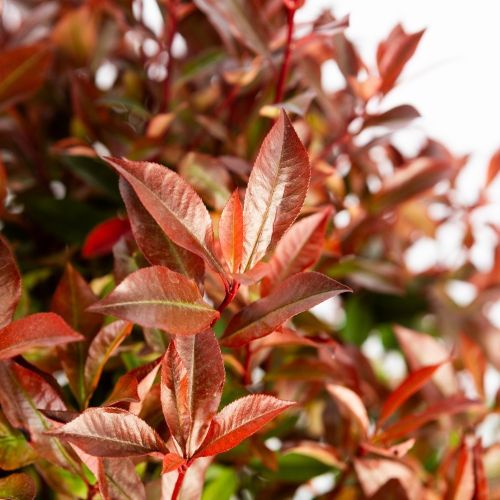 Фотиния Фразера ШАР 50/60 чаша с50 Photinia Frazeri Little Red Robin Nana PALLA (И)