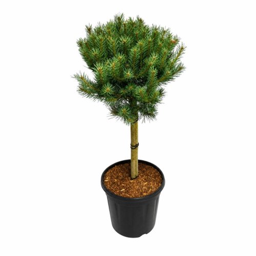 Сосна обыкновенная ШТАМБ Pinus Sylv Watereri On Stem 95/32 (H)
