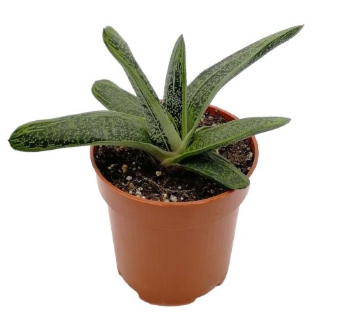 Гастерия микс Gasteria mix р11