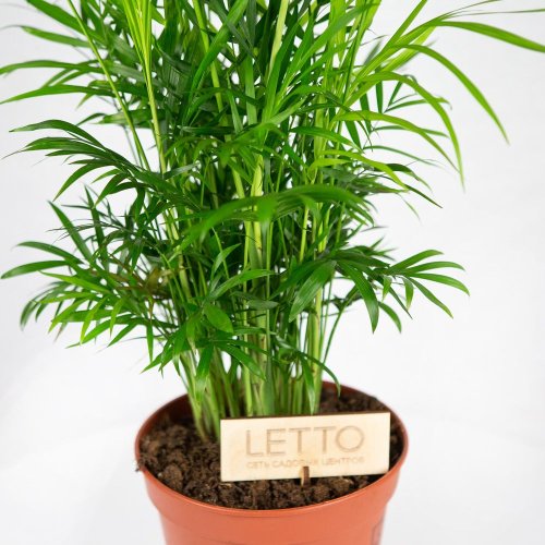 Хамедорея изящная Chamaedorea elegans 60/17 (Н)