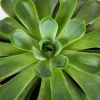 Эхеверия микс Echeveria mix 15/12 (Н)
